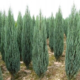 Juniper u sibiru, na uralu, u predgrađima: sadnja i njega, fotografija